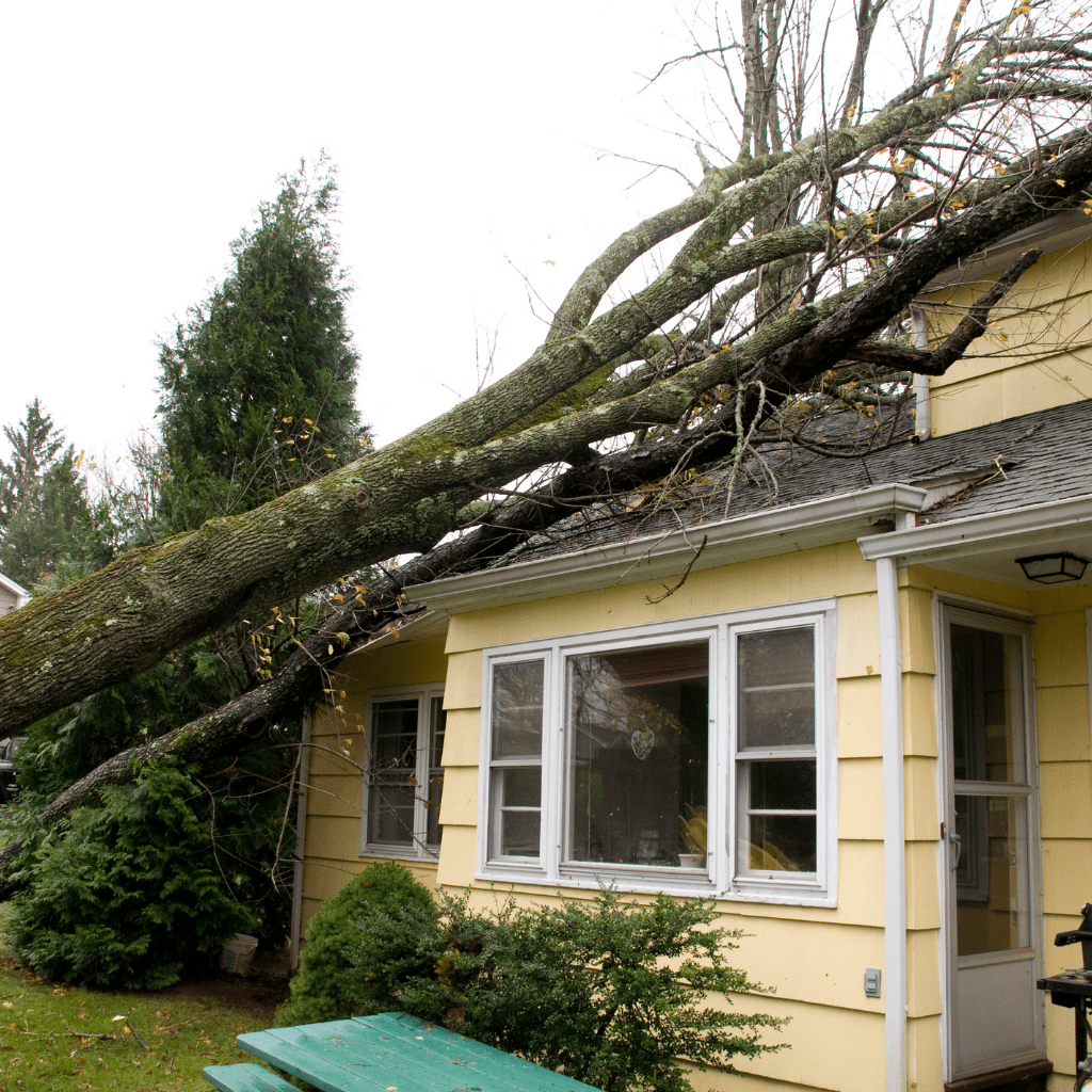 tree damage